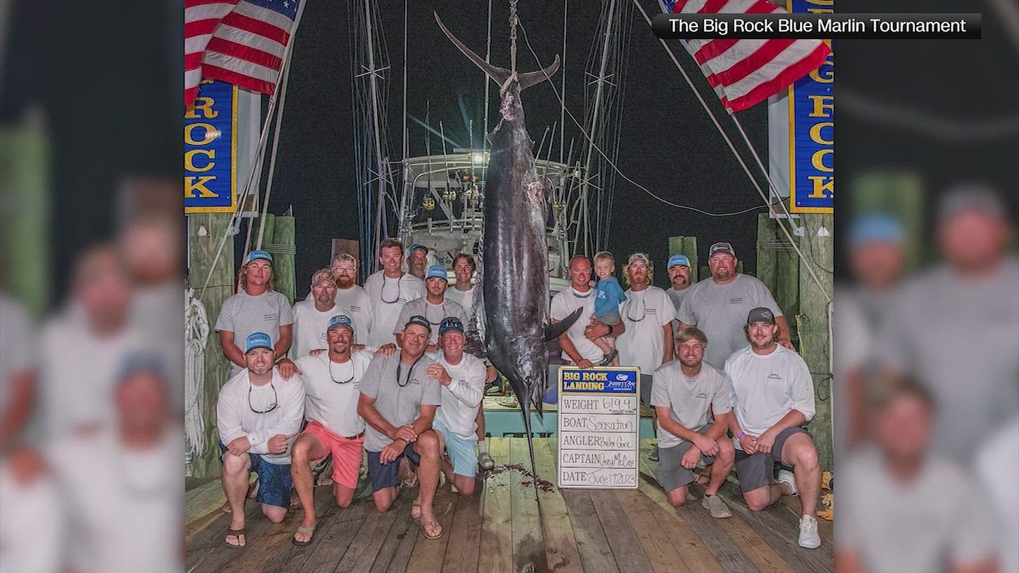 619-pound blue marlin disqualified from fishing tournament | khou.com