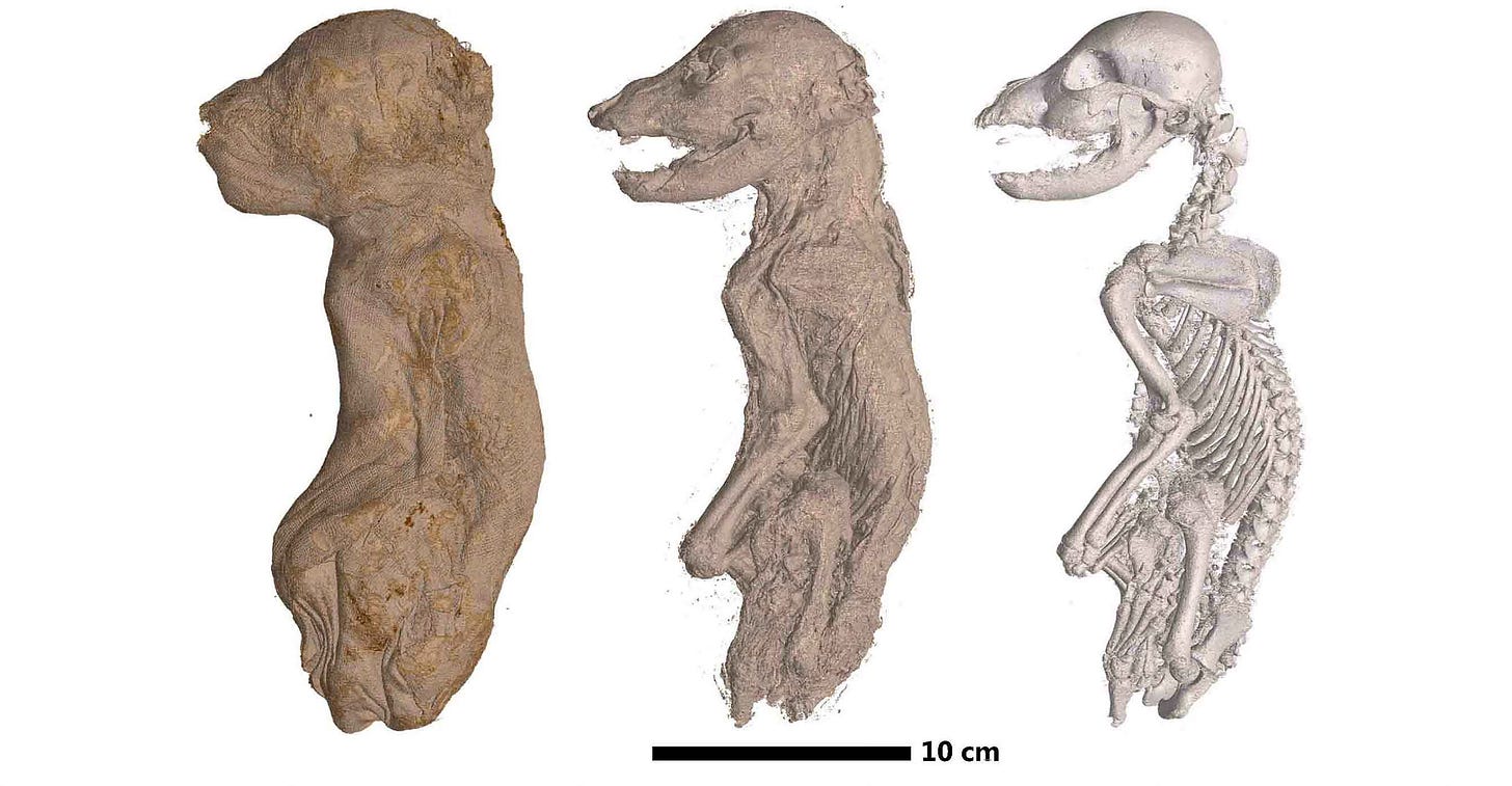 Mummified dog in three views; at left wrapped in linen, central: soft tissue derived from microCT data; right: skeleton only Mummified dog in three views; at left wrapped in linen, central: soft tissue derived from microCT data; right: skeleton only