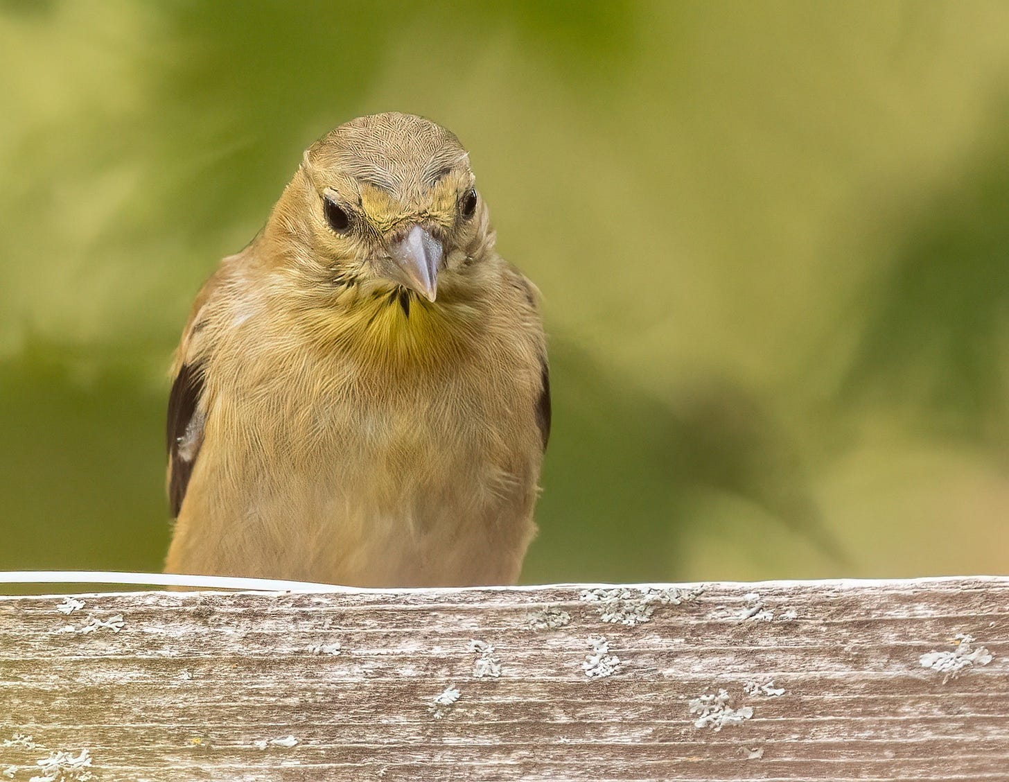 The young goldfience looks ahead at the photographer with its head tilted slightly downward.