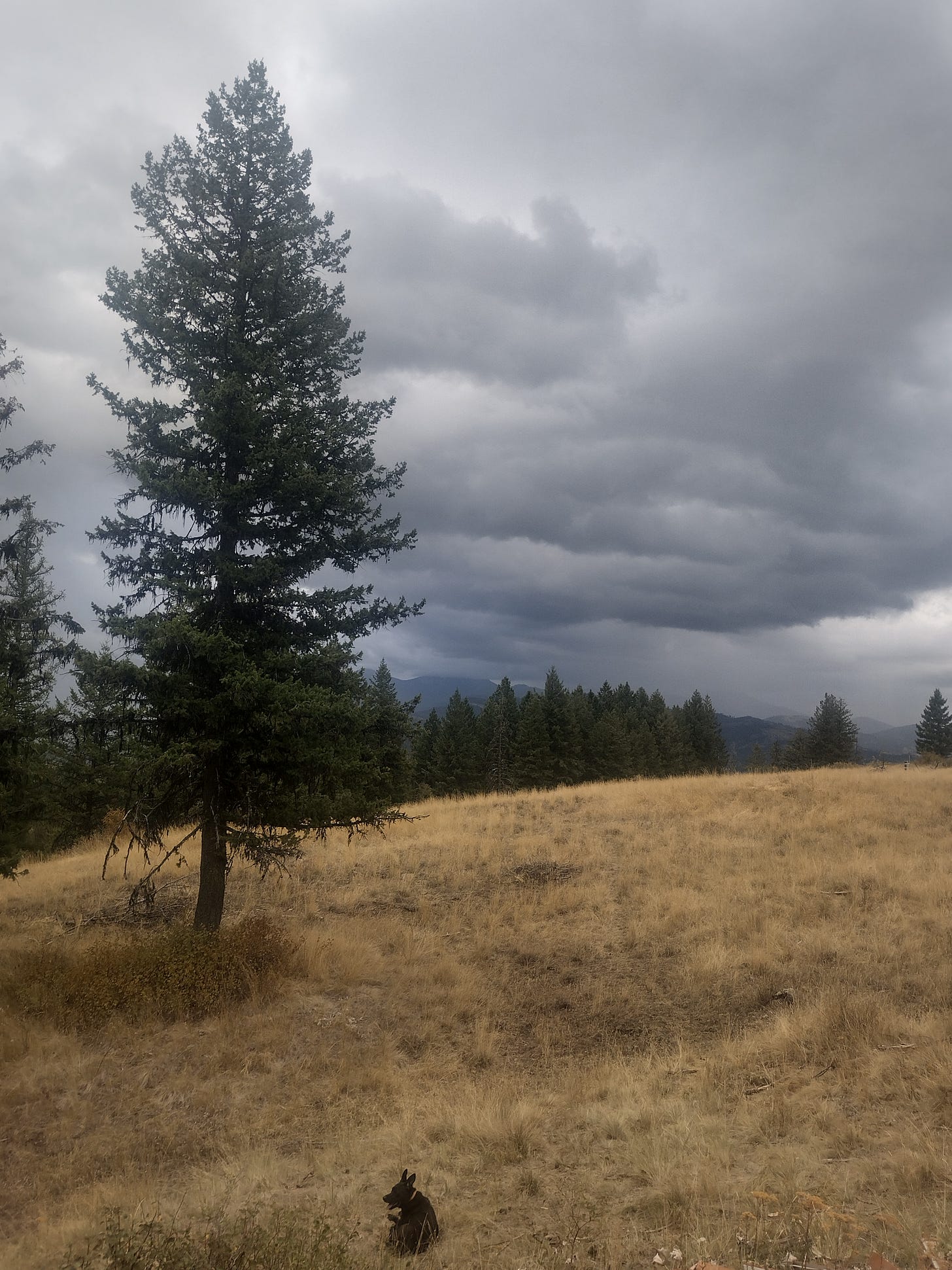 Dog on the ground in front of an incoming storm