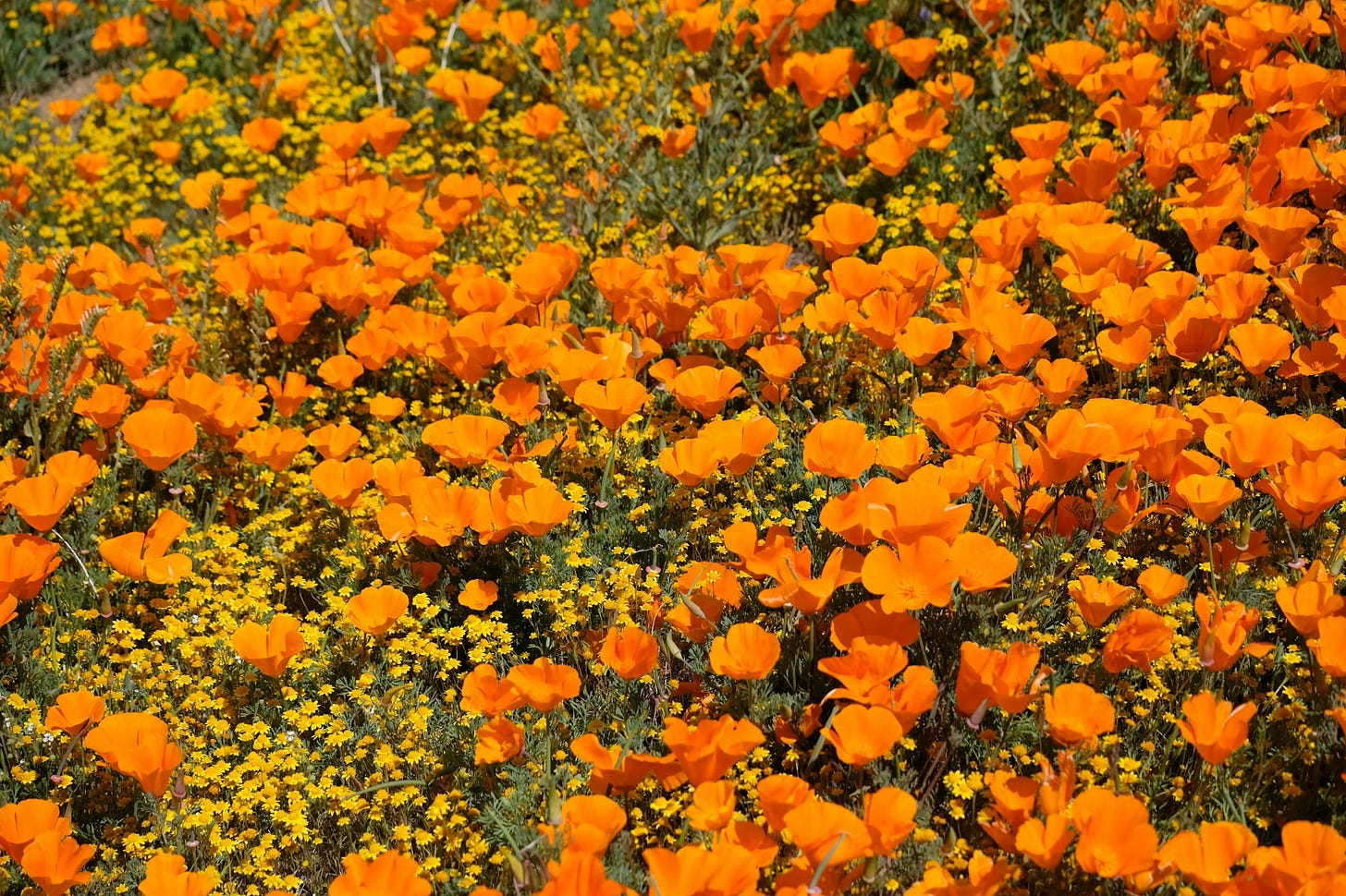 California poppies in full bloom California poppies in full bloom
