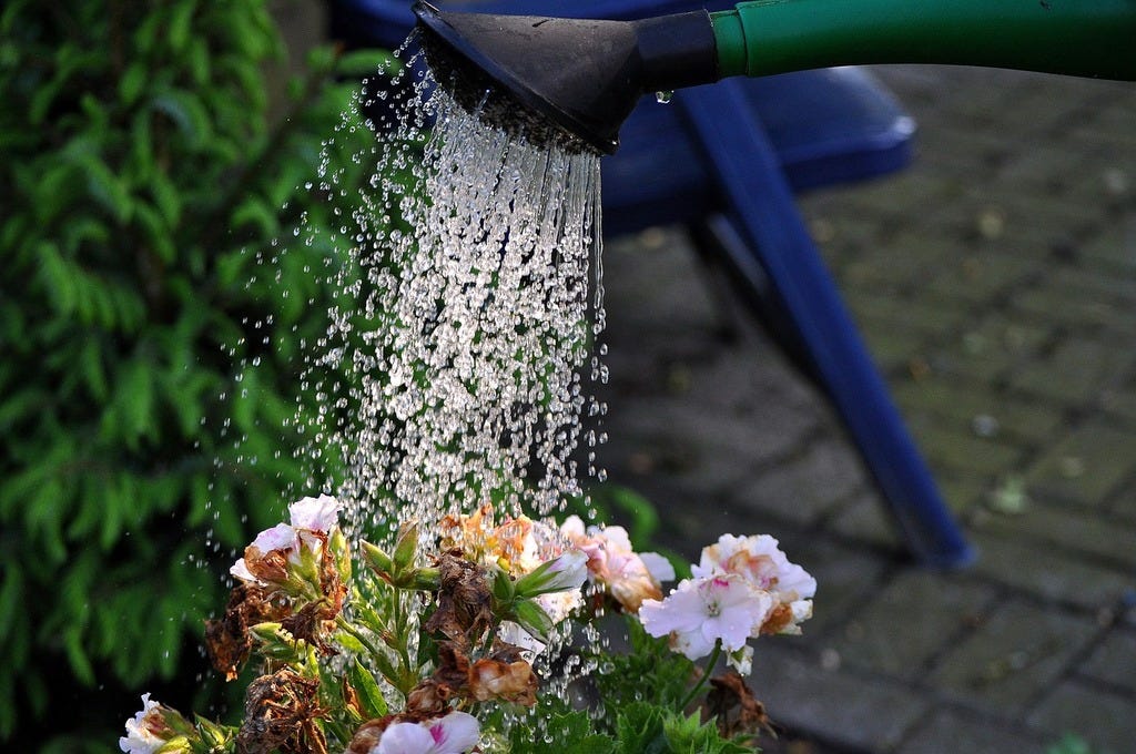 A watering hose pouring water on a potted plant. Flowers watering can water.  - PICRYL - Public Domain Media Search Engine Public Domain Search