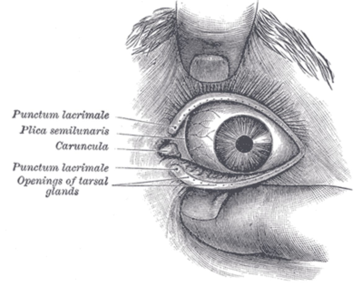 public domain eyeball drawing