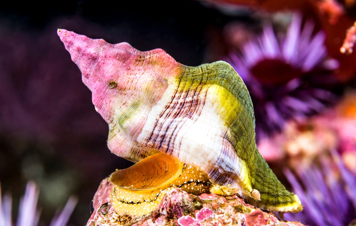 A colorful sea shell on a rock

Description automatically generated