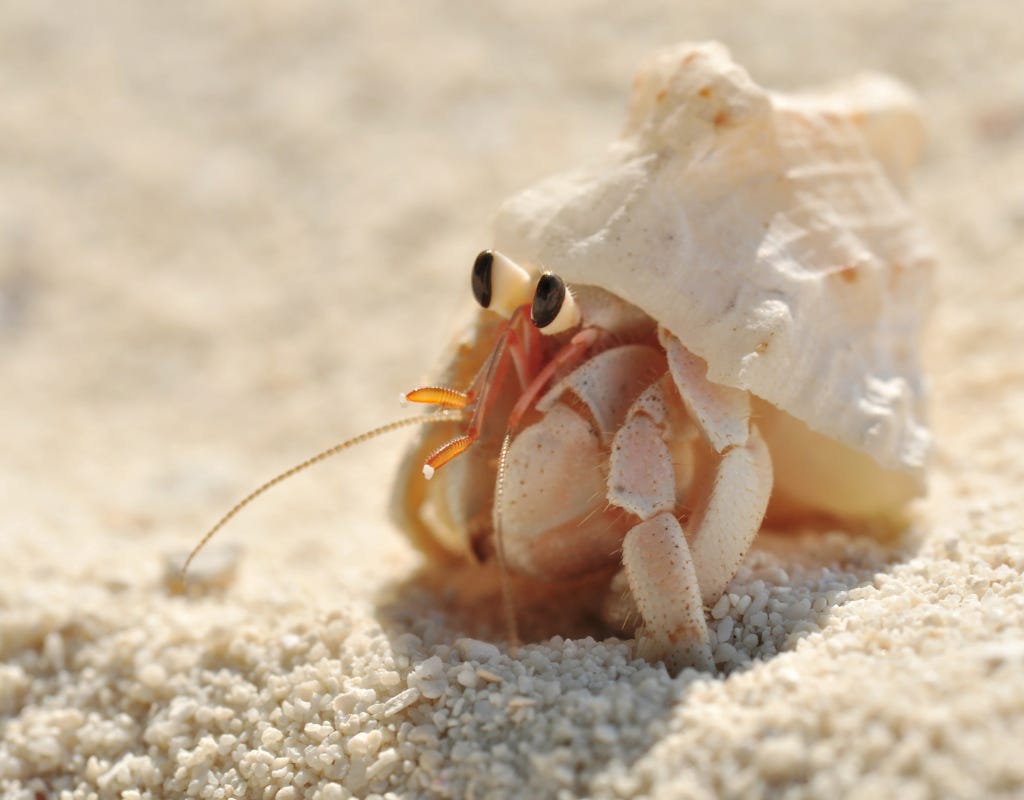 Hermit crab’s large black eyes and forelegs dominate the white shell covering its soft behind as he crawls along a white sand beach in the middle of the picture.