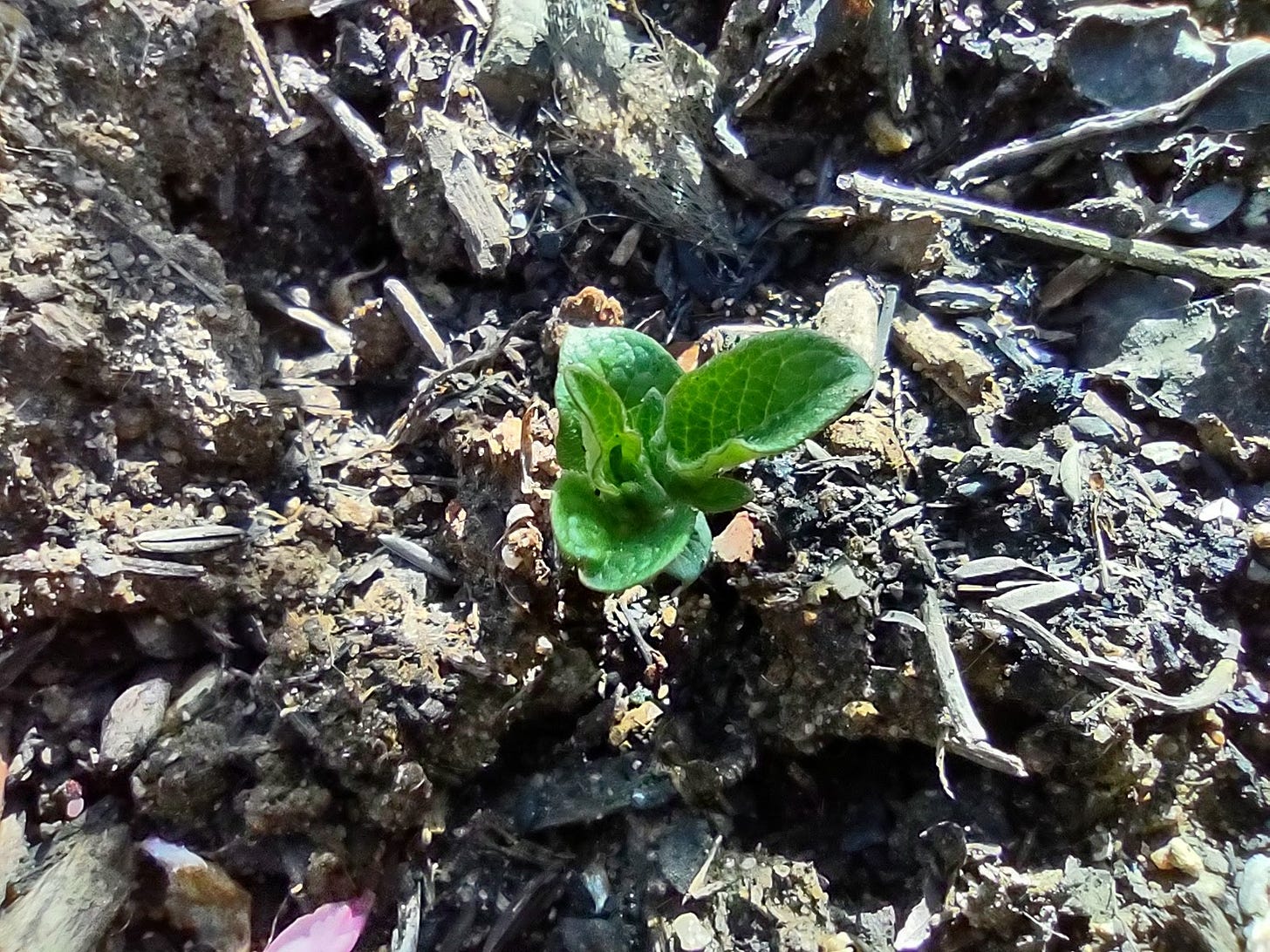 A small green plant pushing through the ground