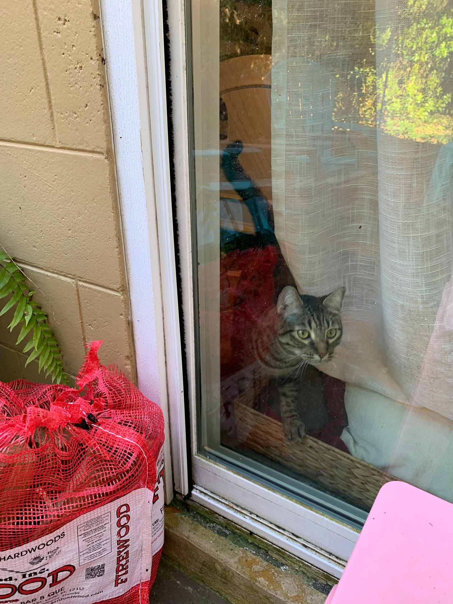 cat behind sliding glass door