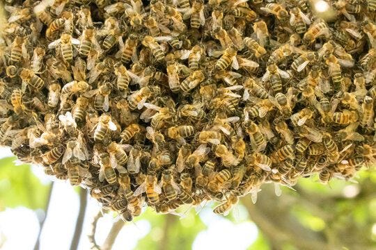 swarm of bees