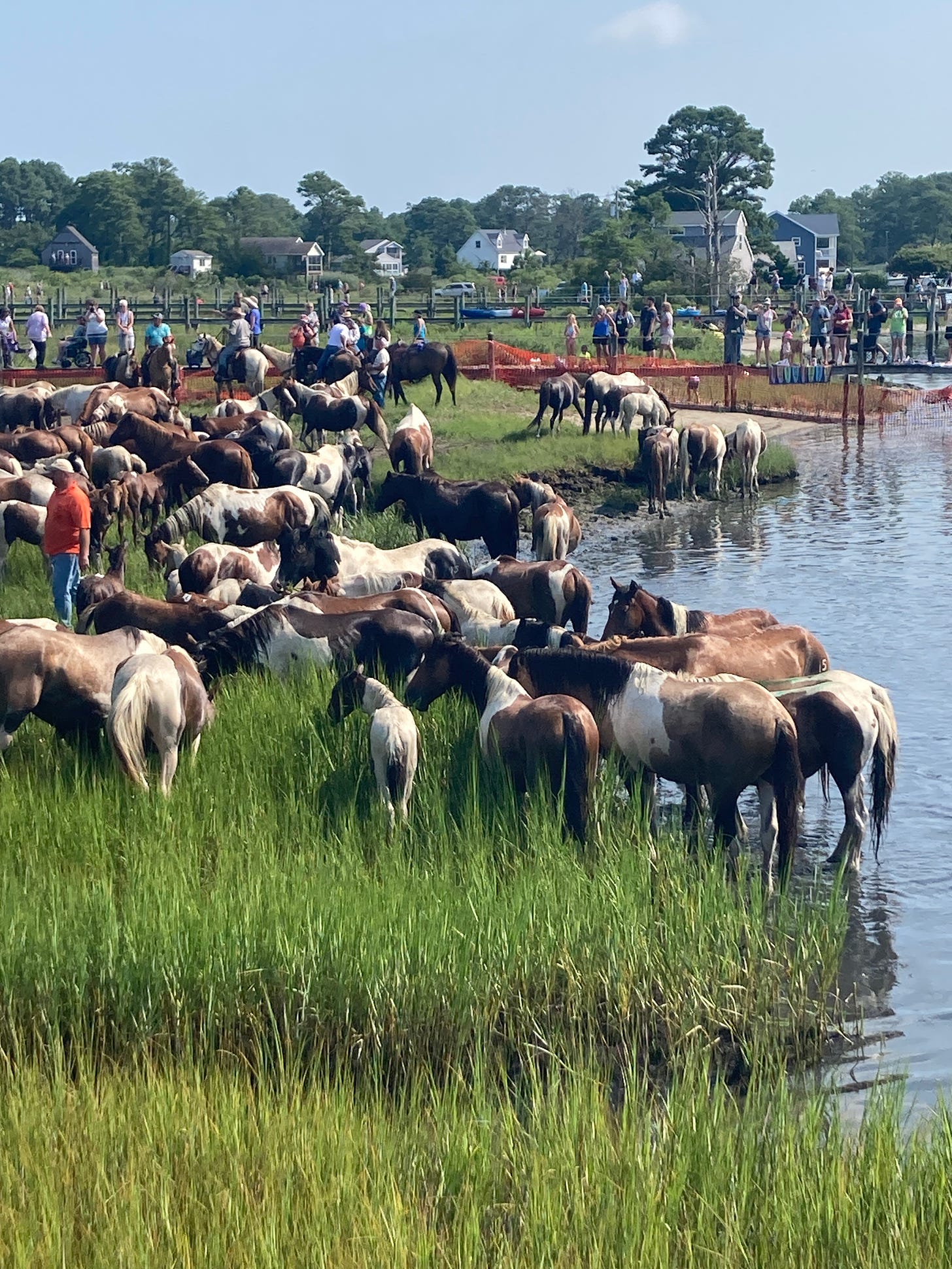 A herd of soaking wet horses in a marsh. The sky is blue, and the horses are surrounded by people. 