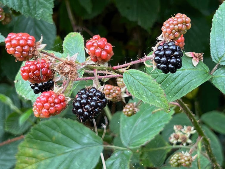 Photo by Author — it seems far too early for ripe blackberries