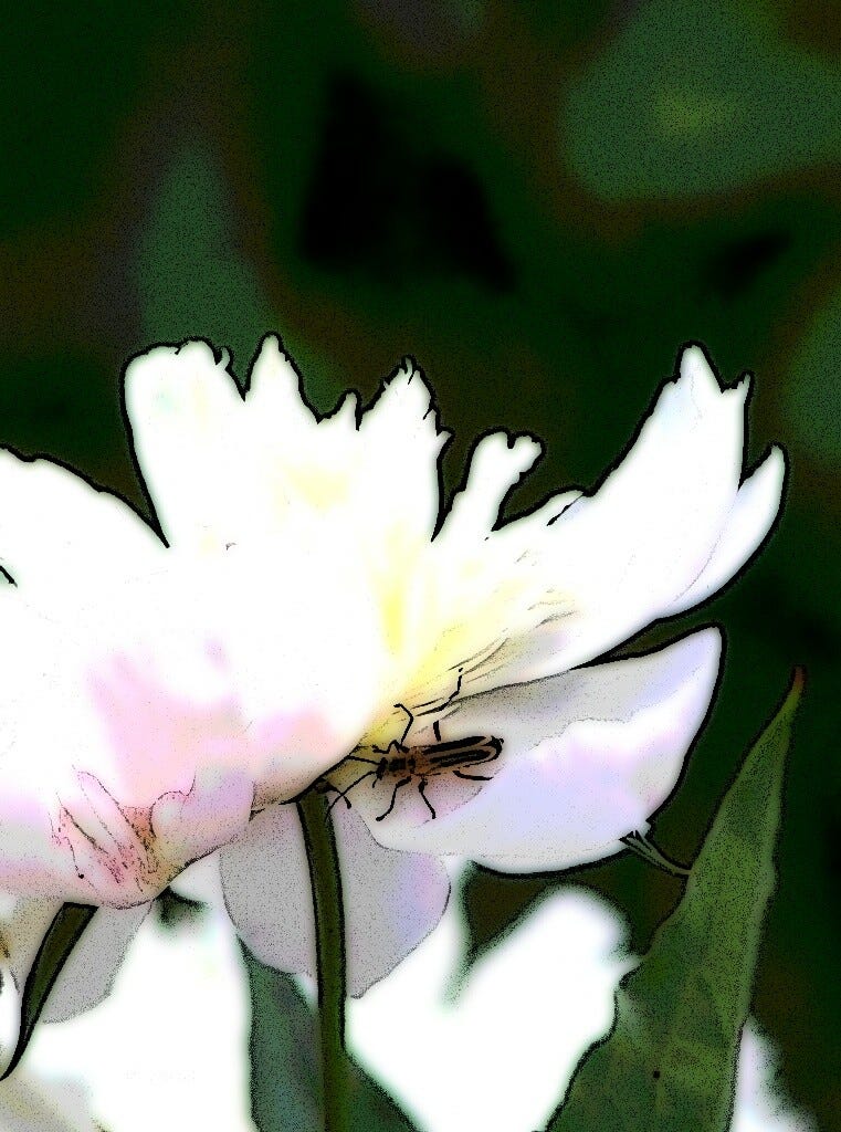 beetle on Peony 