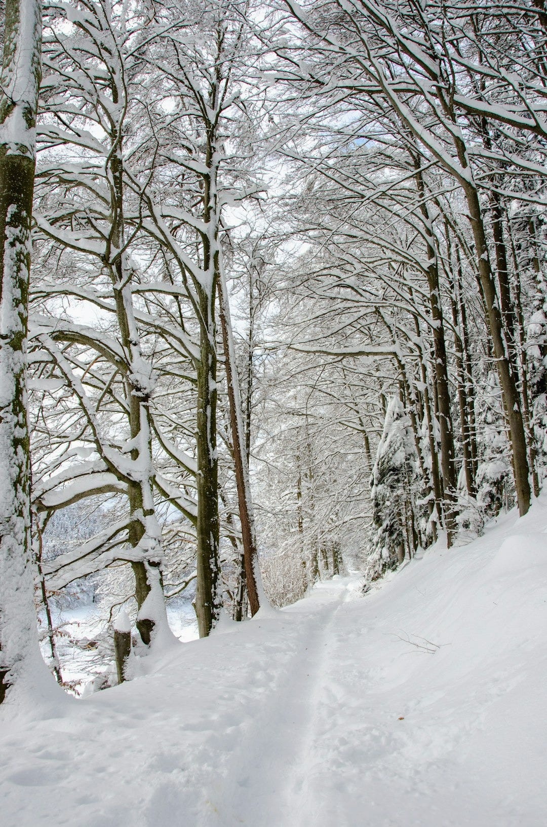 snow covered trees during daytime