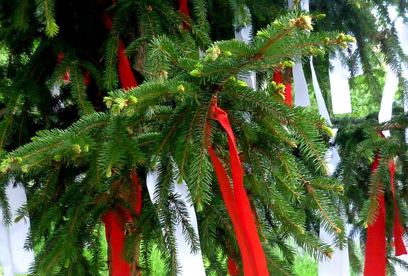 Branches of an evergreen tree festooned with red and white ribbons.