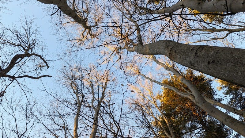 Photo looking up at trees silhouetted against the blue sky