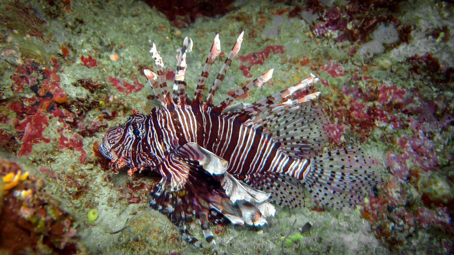 A fish resting on the ocean floor, covered in garish maroon and white stripes, with eight striped barbs like flagpoles sticking up out of the back. Fins and tail are confusing masses of striped tissue. A real buffoon of a fish.