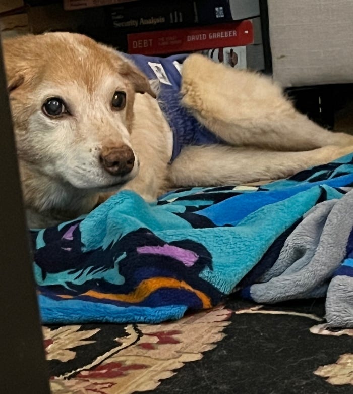 Jack as a very old dog, around 17 years old, in Harlem. 