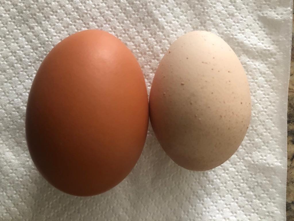 Two eggs with pigment on a paper towel, the egg on the right is large and beige, the egg on the left is deep brown and about 2.5 times the size of the other egg.