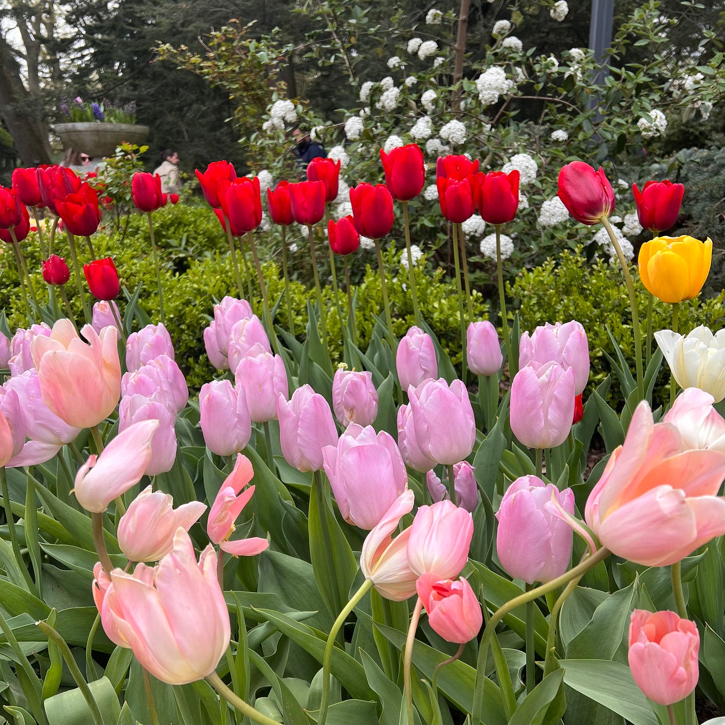 Tulips in many colors at the Brooklyn Botanic Garden