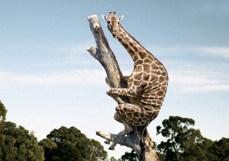 r/pics - Giraffes can't yawn! They do, however, like to hang out in trees.