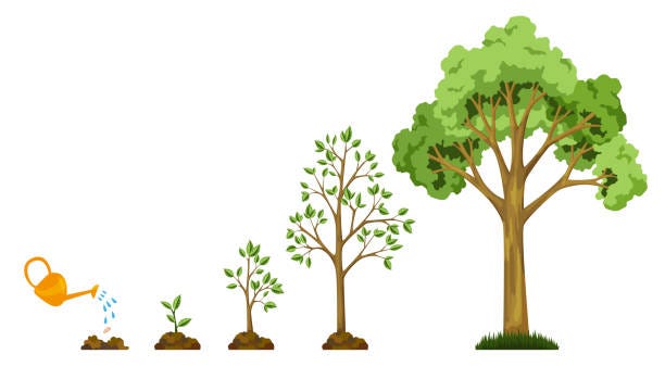 Stages Growth Of Tree From Seed Watering The Plants Collection Of Trees  From Small To Large Green Tree With Leaf Growth Diagram Business Cycle  Development Stock Illustration - Download Image Now - iStock