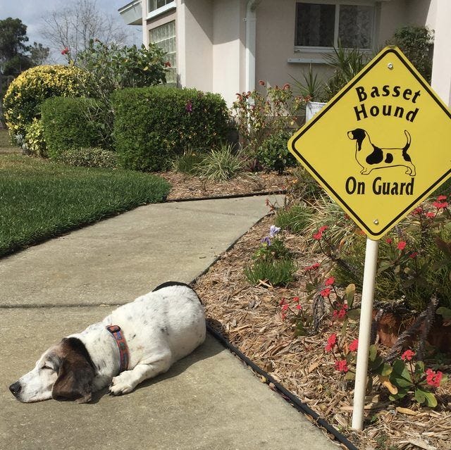 Dog sleeping next to guard dog sign. Dog Sleeping, Guard Dogs, Dog ...