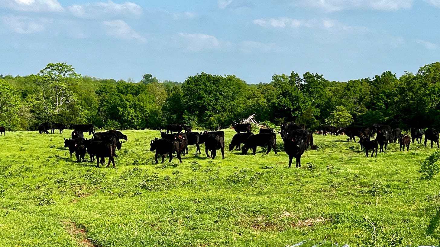 Cows in an open field