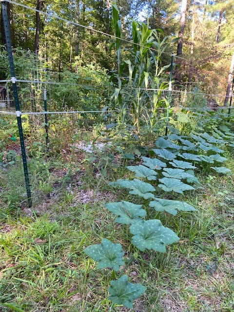 pumpkin vines growing through a garden fence