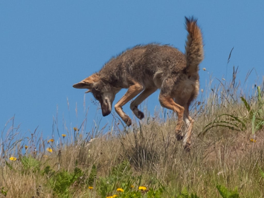 A coyote pouncing on prey in tall grass. 