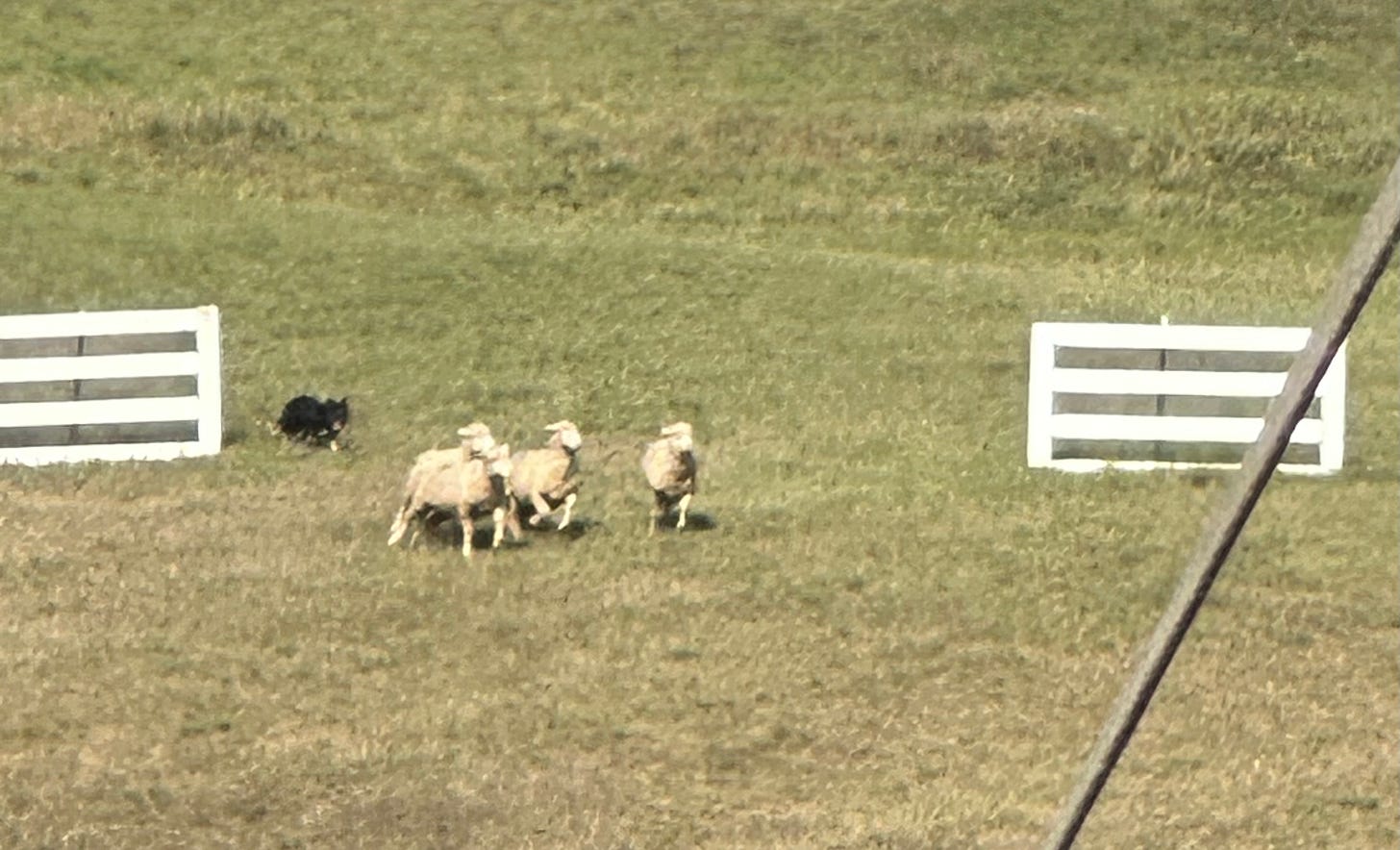 A border collie herds four sheep through a set of gates on a green field.