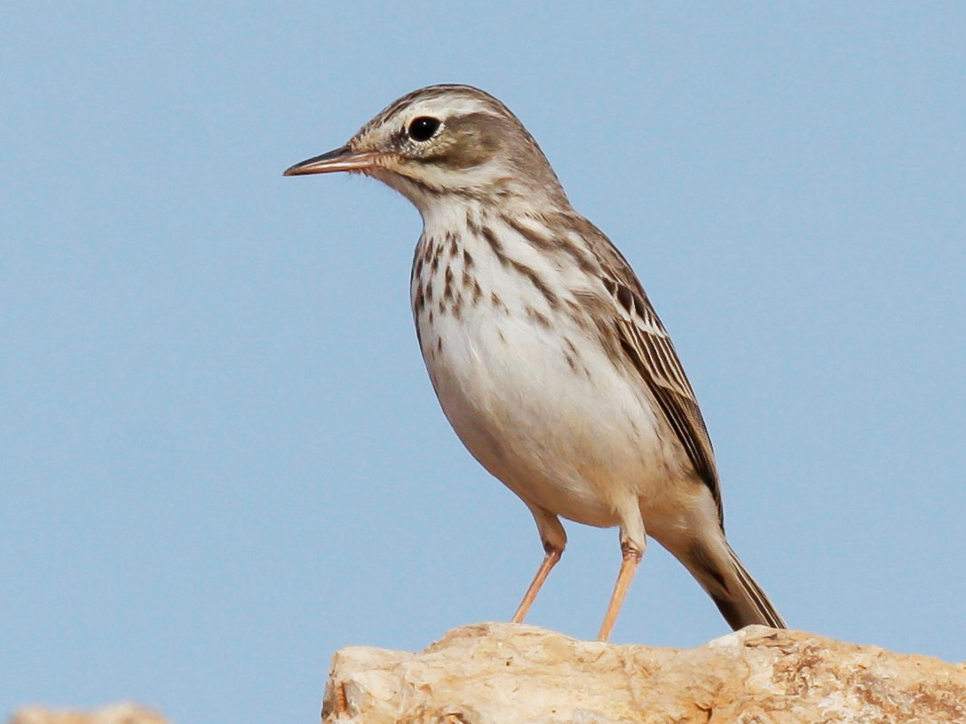 Kanári-szigeteki pityer - eBird