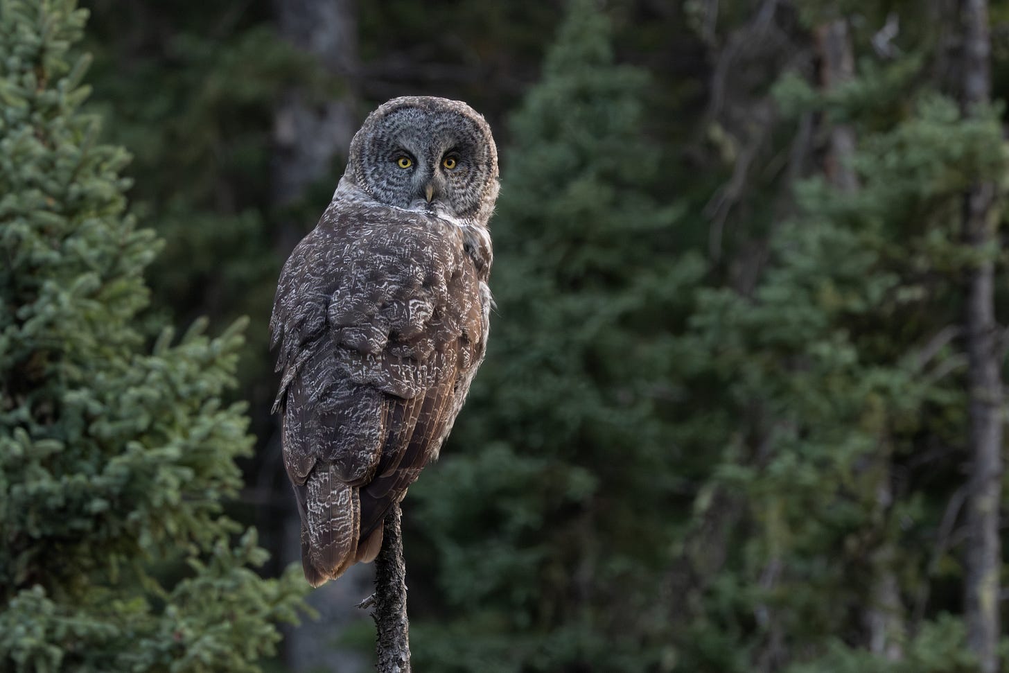 a big fluffy owl perched on a thin dead spruce tree stump looking over its shoulder at the camera set against a coniferous scene