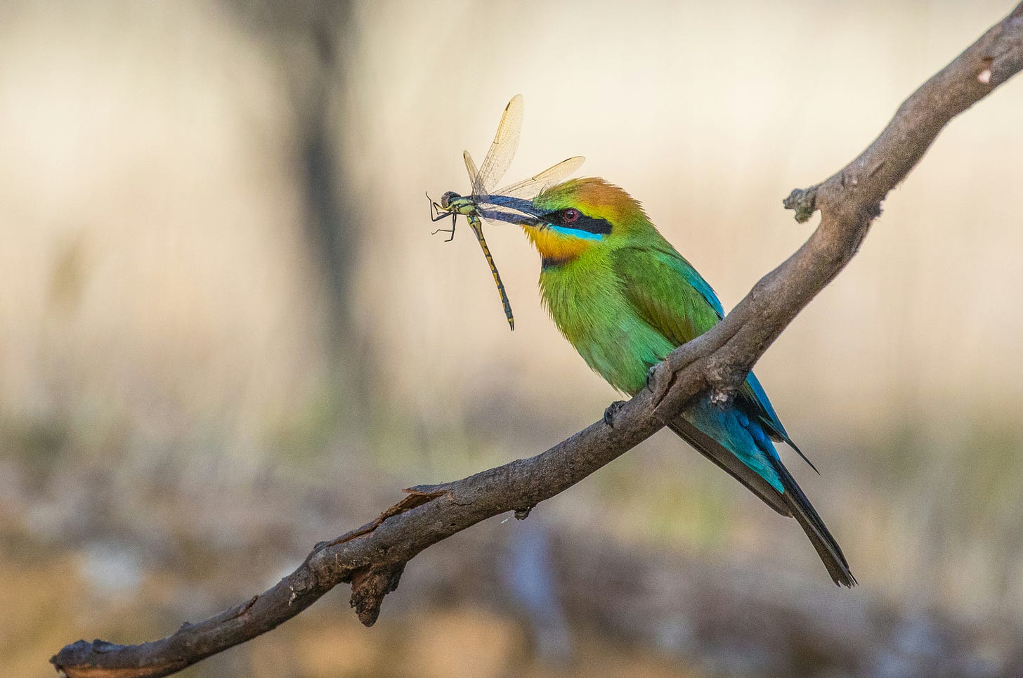 bird capturing a dragonfly