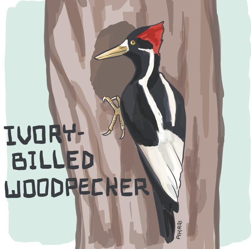 Illustration of a woodpecker perched on a hole in a tree. He is black with white wing tips, and white stripes running from his eyes to over his shoulders. He has a bright red crest on his head, and yellow eyes. His feet have four toes, two on each side.