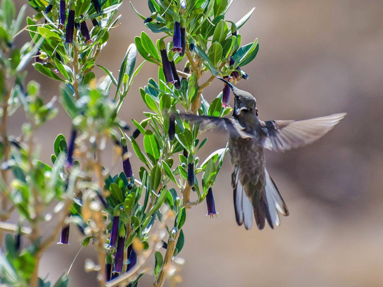 A Hummingbird wit the Andean hillstar #NatureMatters