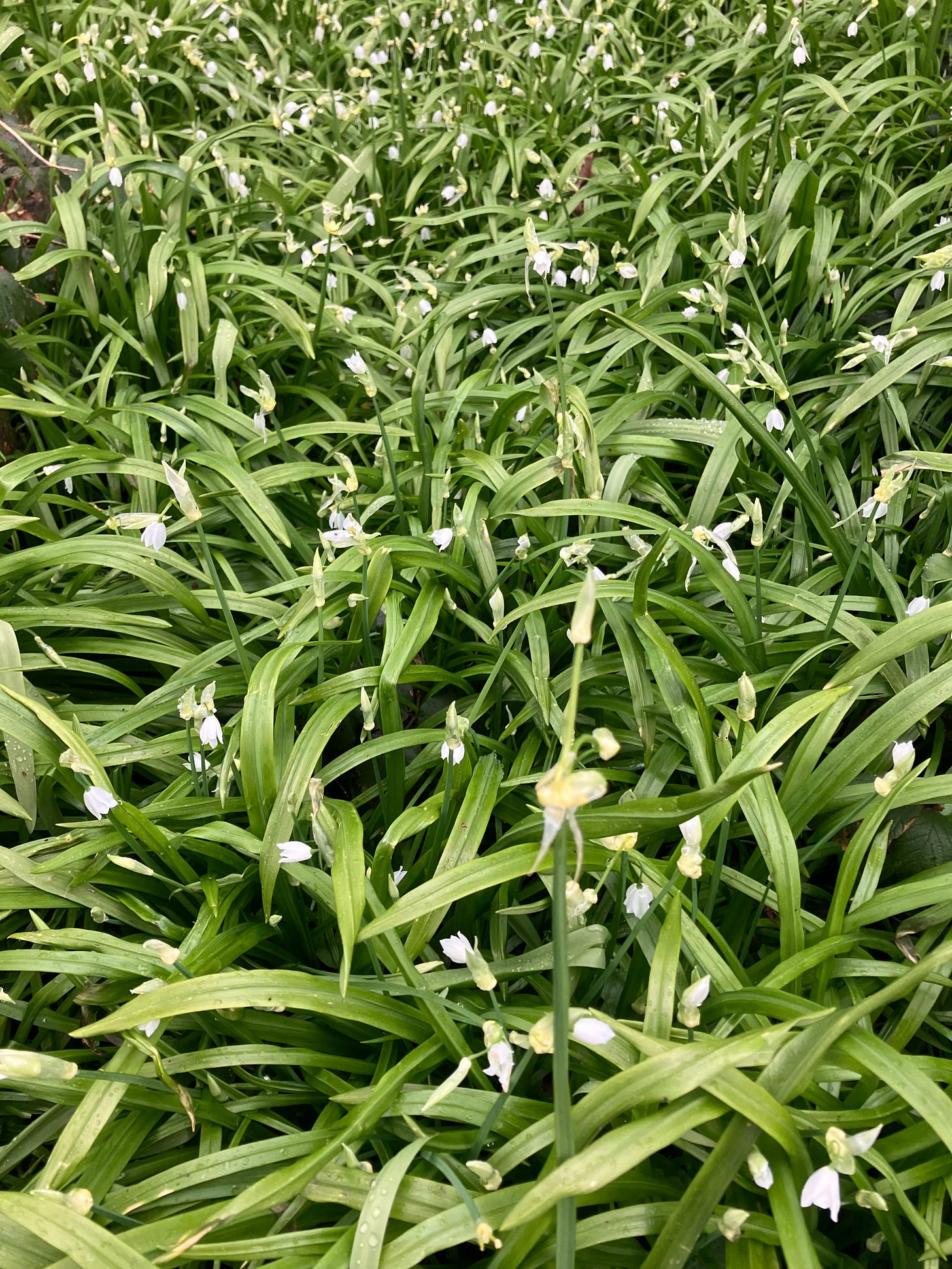 The thin green leaves and white flowers of few-flowered garlic.