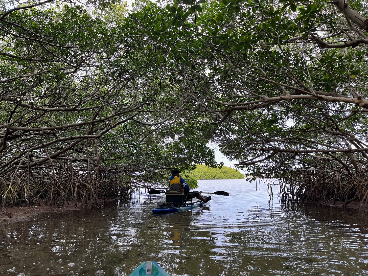 A picture of the author kayaking through a mangrove near Fort Lauderdale.