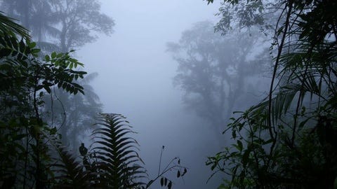 4K High humidity and fog of rainforest t... | Stock Video | Pond5