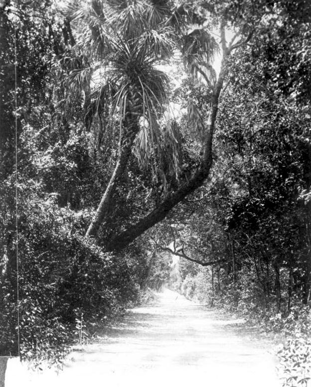 Figure 3: Road to Coconut Grove in early 1900s