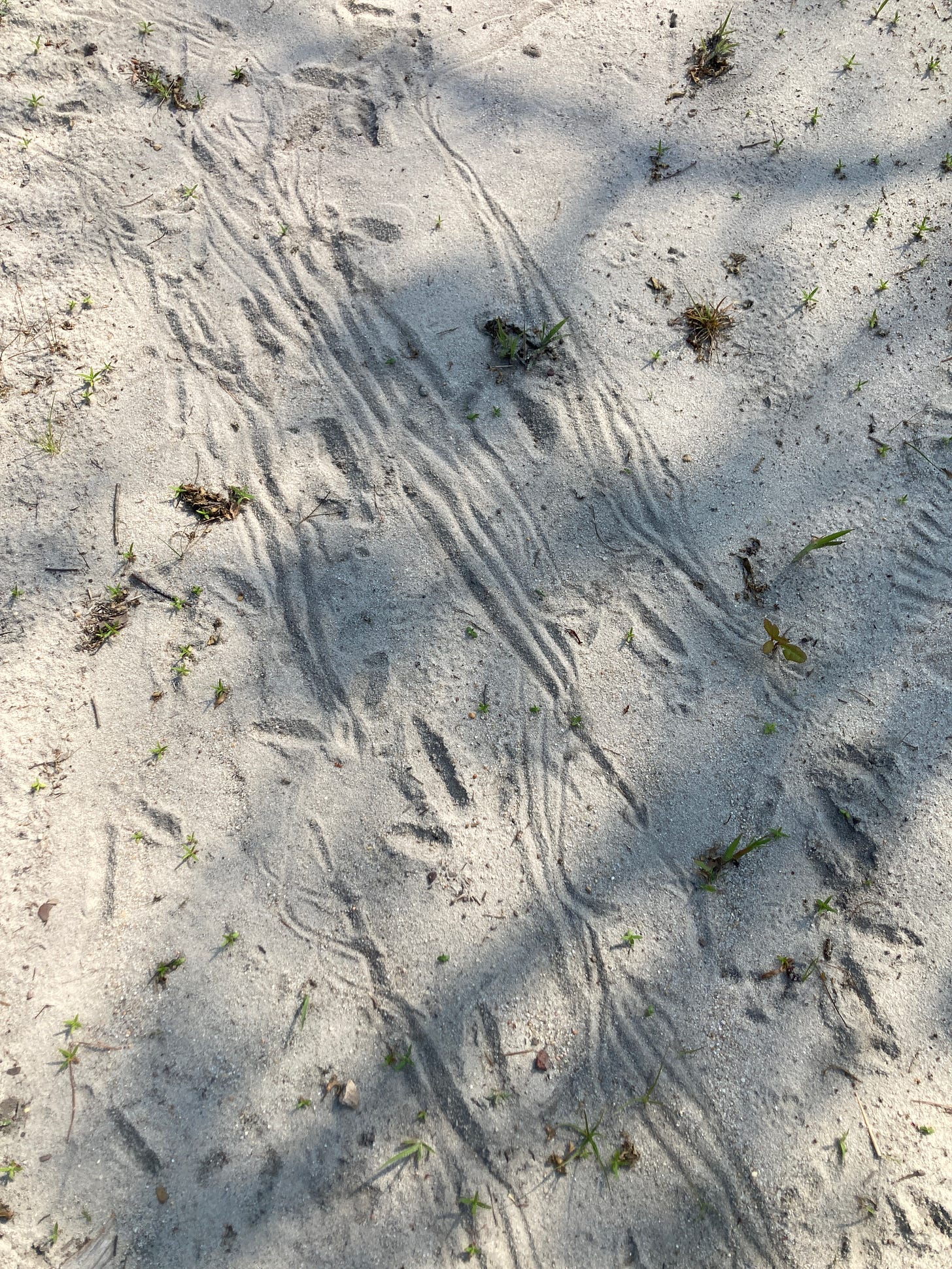 A sandy surface with turkey tracks and parallel lines running diagonally left to right. 