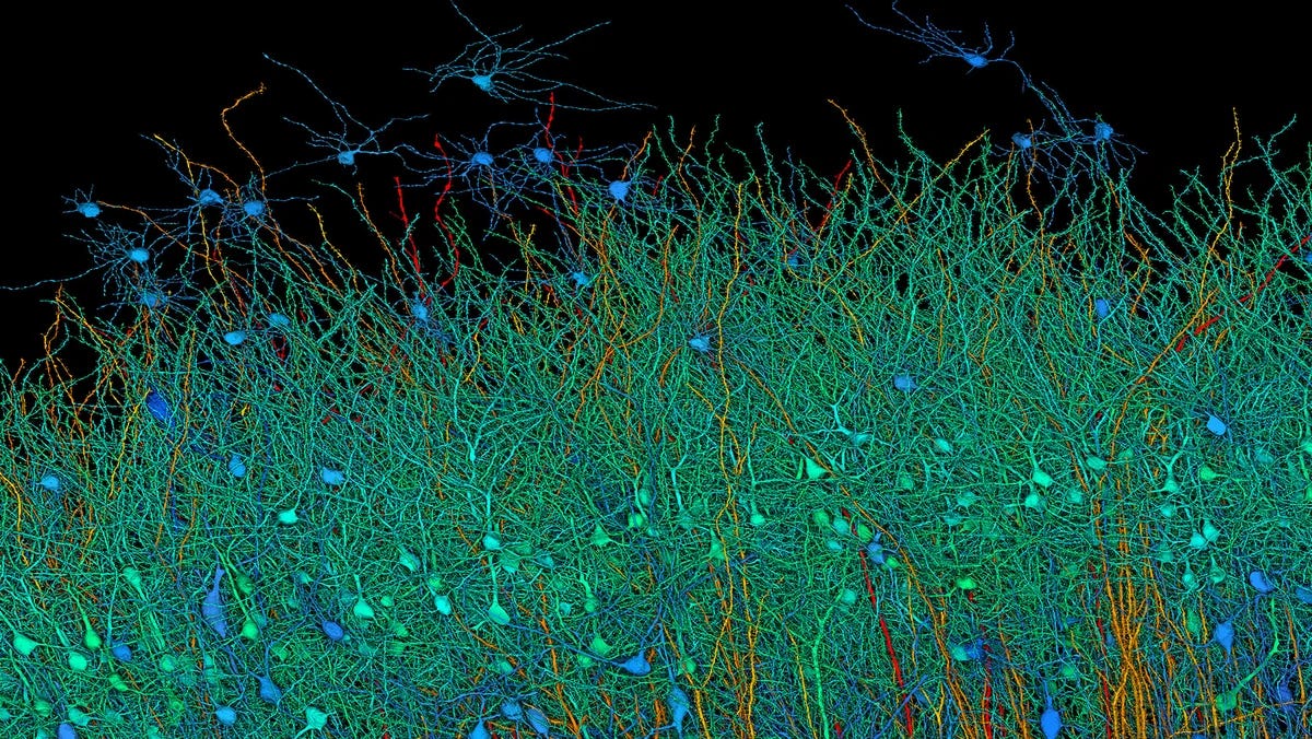 an image of neurons