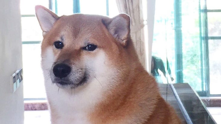 Balltze“, cachorro conhecido mundialmente por memes, morre aos 12 anos |  CNN Brasil