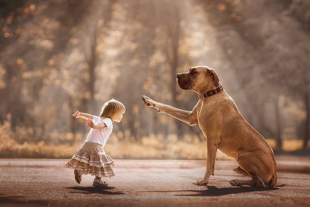 ANIMALS and HUMAN BOND -- A DIVINE BOND OF UNCONDITIONAL LOVE and AFFECTION