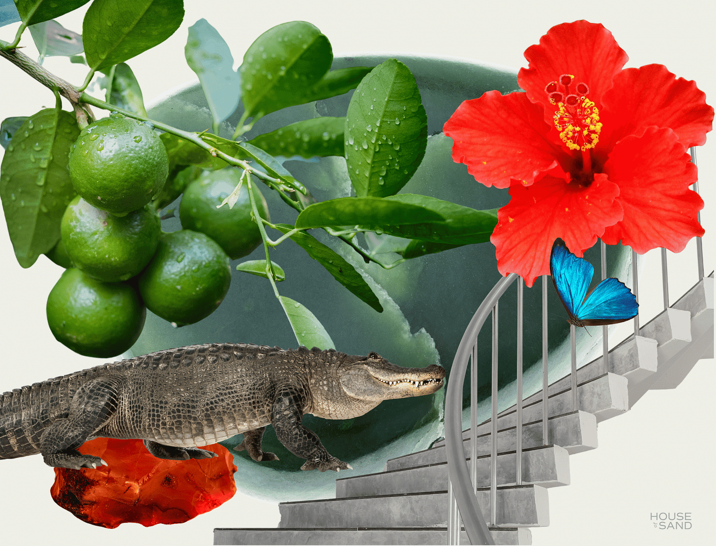 Collage of lime tree, carnelian, crocodile, and hibiscus. What is ritual? Sacred space to shift consciousness. 