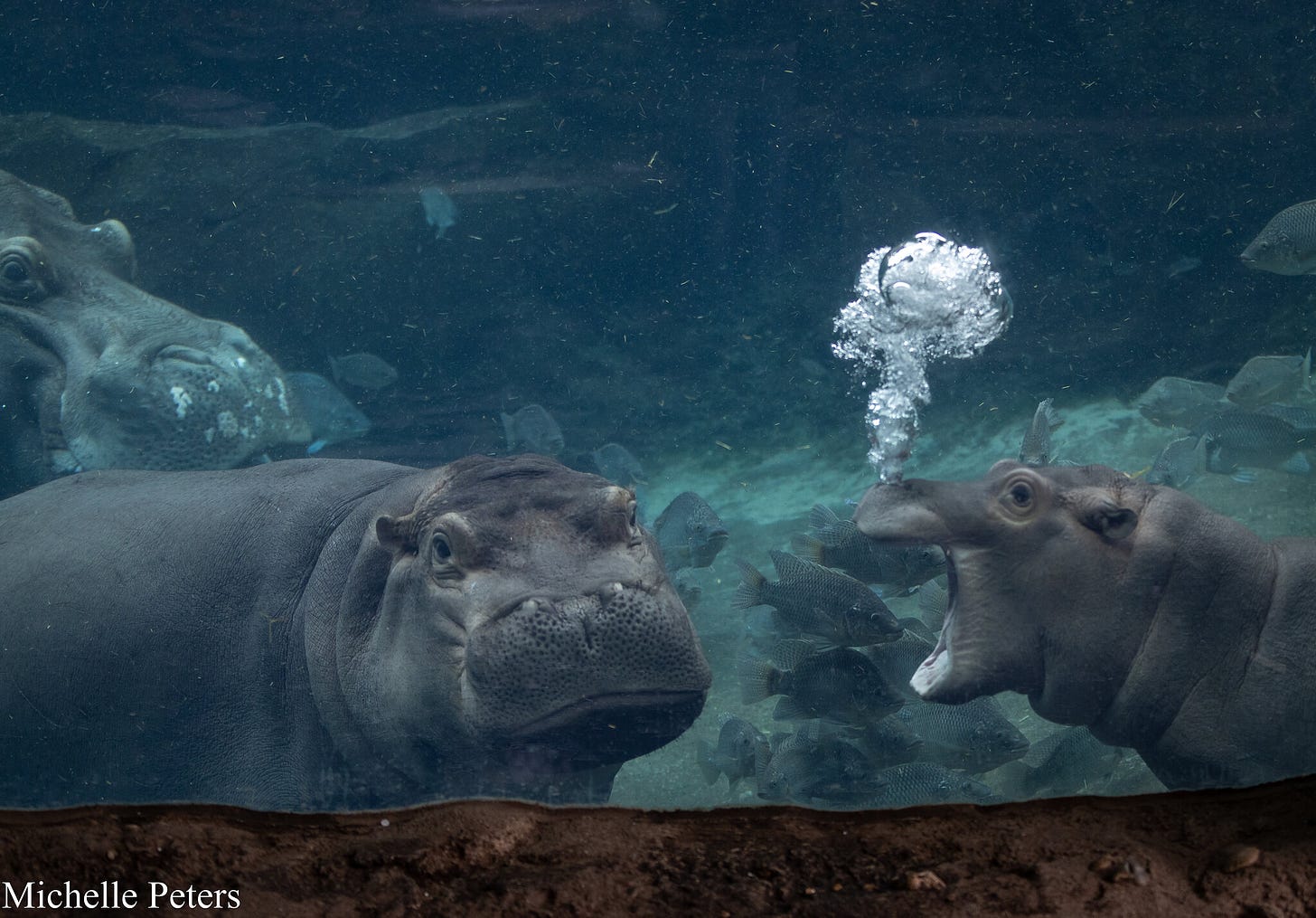 fiona the hippo faces the camera looking annoyed, while fritz (smaller) faces her with his mouth wide open with bubbles coming out