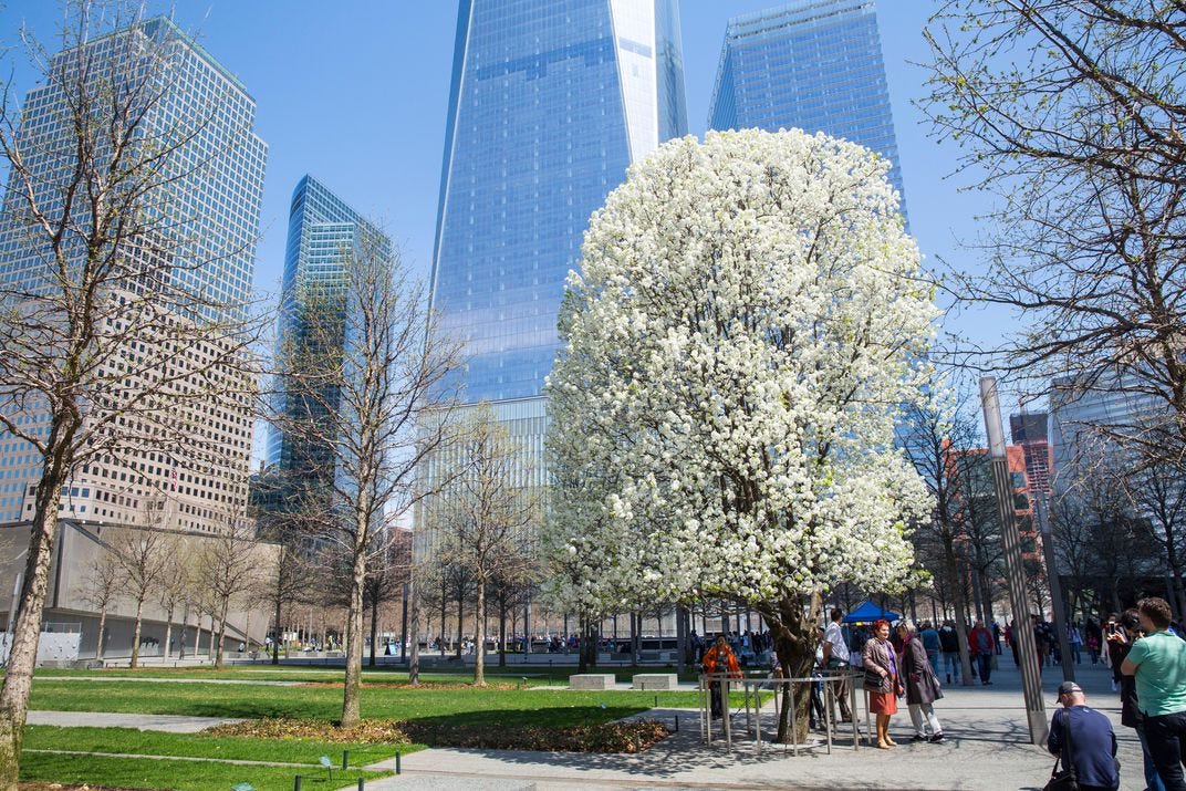The 9/11 Survivor Tree – The history of memorial trees and groves – The  Treeographer