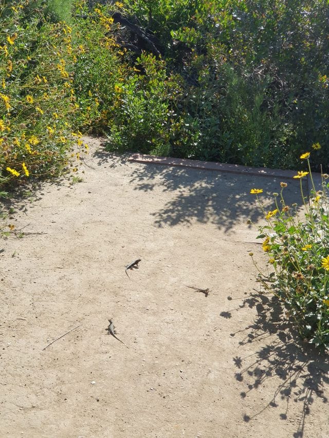 three lizards, obviously up to no good, that my friend and i stumbled upon during a hike in Laguna Canyon. They absolutely didn't move when we came near, so we had to step around them.