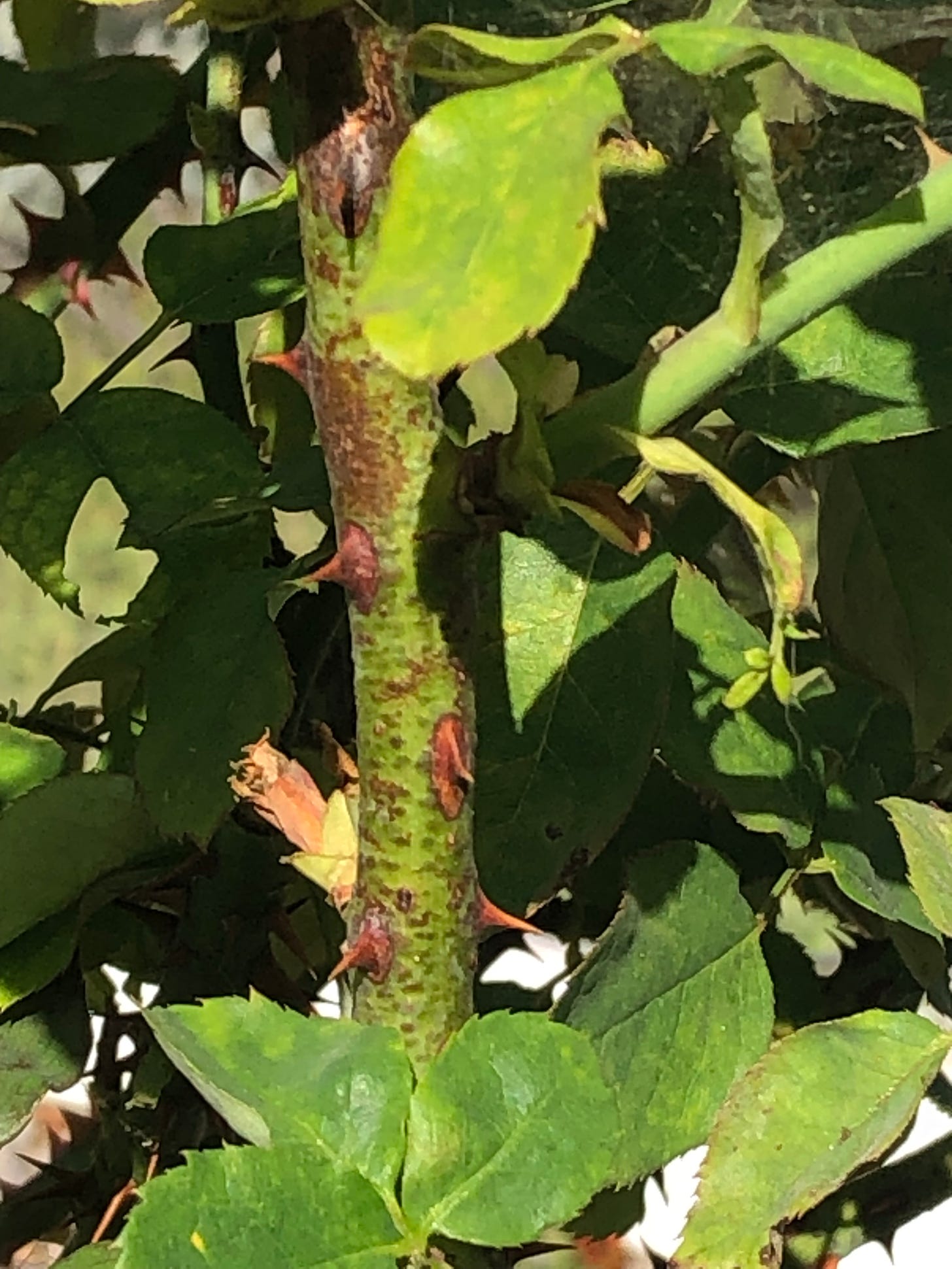 A thorny rose stem.