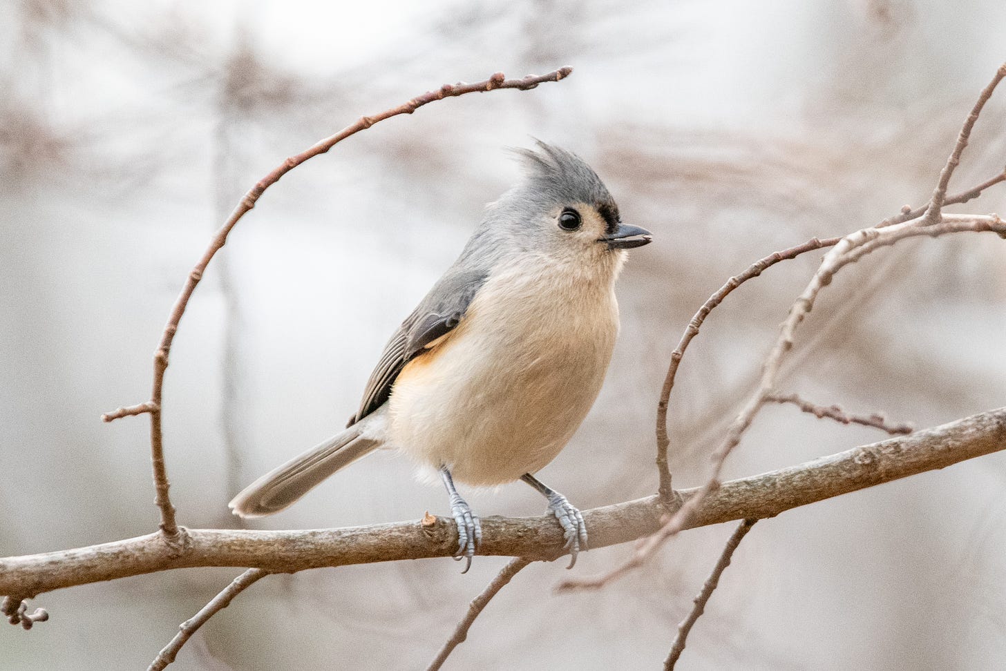A perched tufted titmouse, with a small seed in its beak