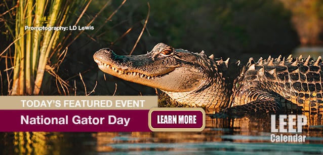 Alligators, or "gators" are native to Florida—promptography LD Lewis.