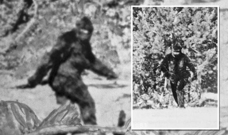 Bigfoot mystery deepens as famous 1967 video of Sasquatch scanned with  revolutionary tech | Science | News | Express.co.uk